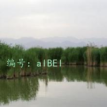û