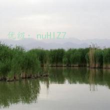 ʼ