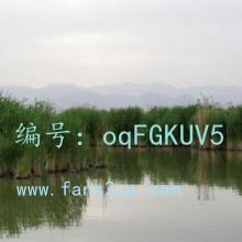 ζ