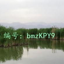 ʶ