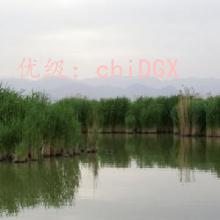 ζ