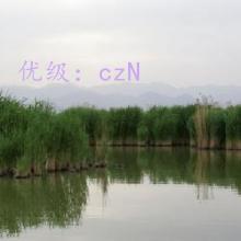 ʶ