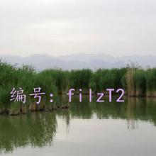 ʼ