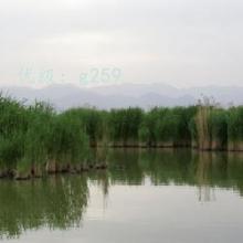 ζ