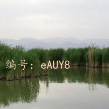 ʶ